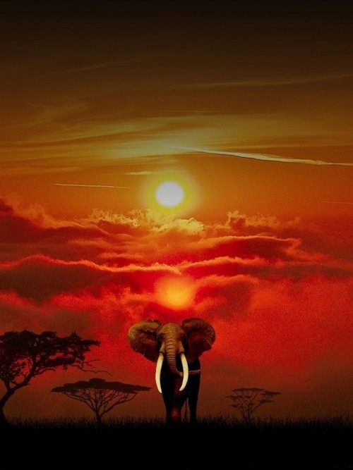 Photo:  Elephant in the sunset